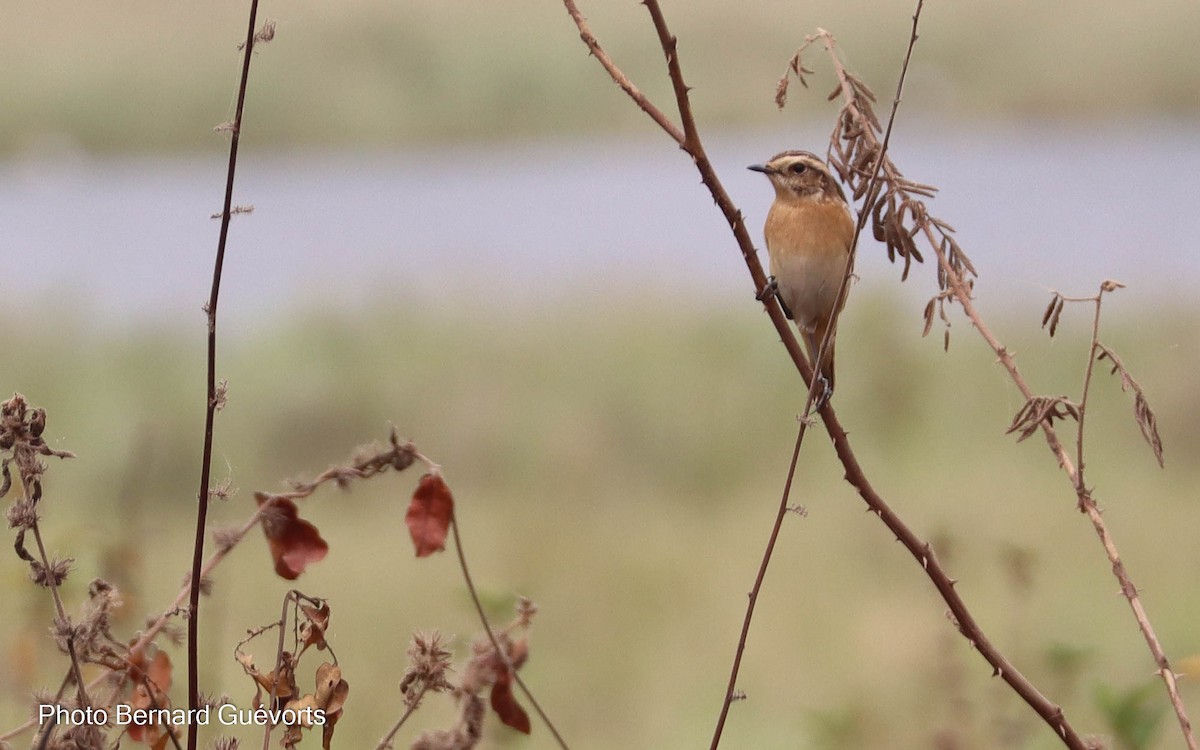 Whinchat - ML427862911