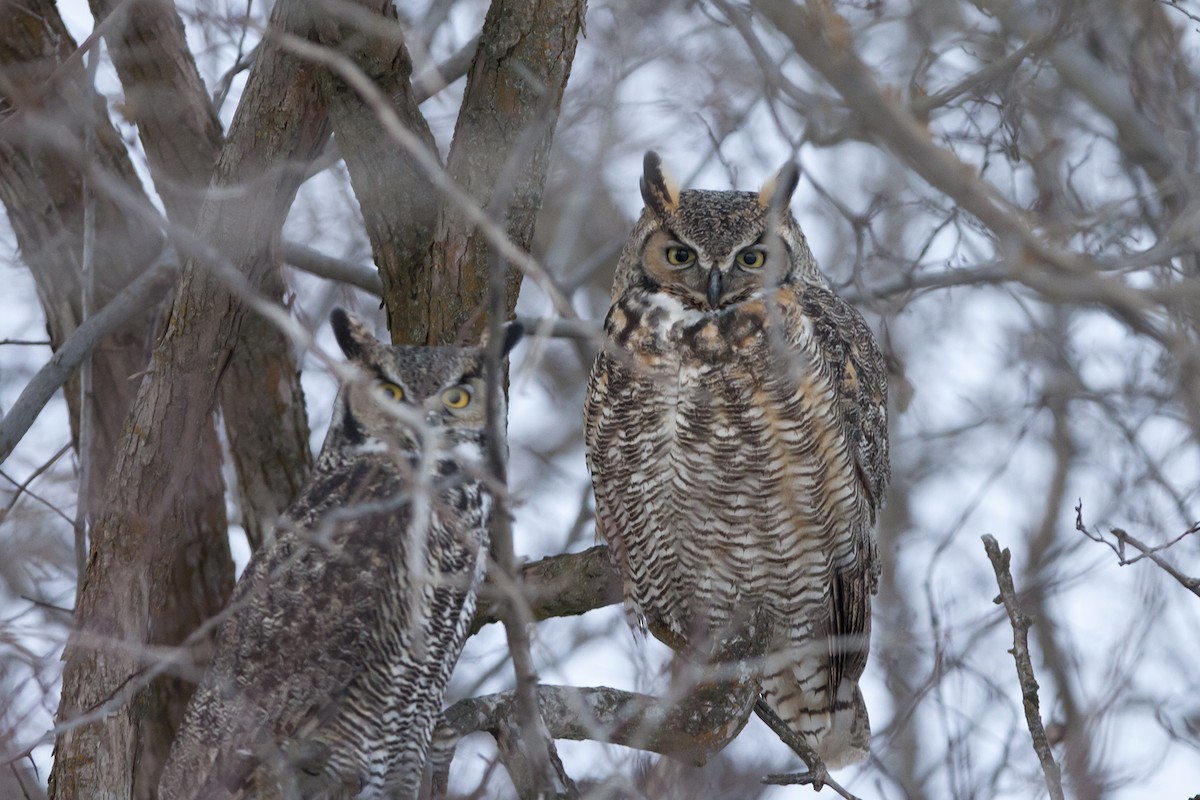Great Horned Owl - ML42786321