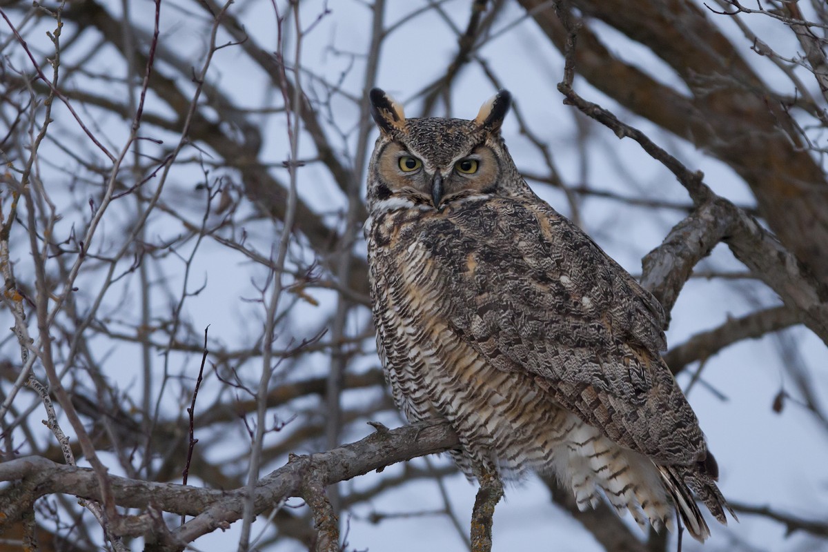 Great Horned Owl - ML42786331