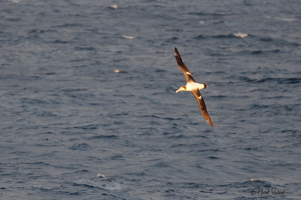 albatros bělohřbetý - ML427865881