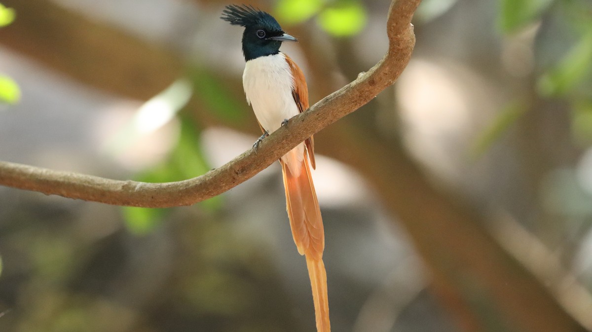 Indian Paradise-Flycatcher - Parag Kokane