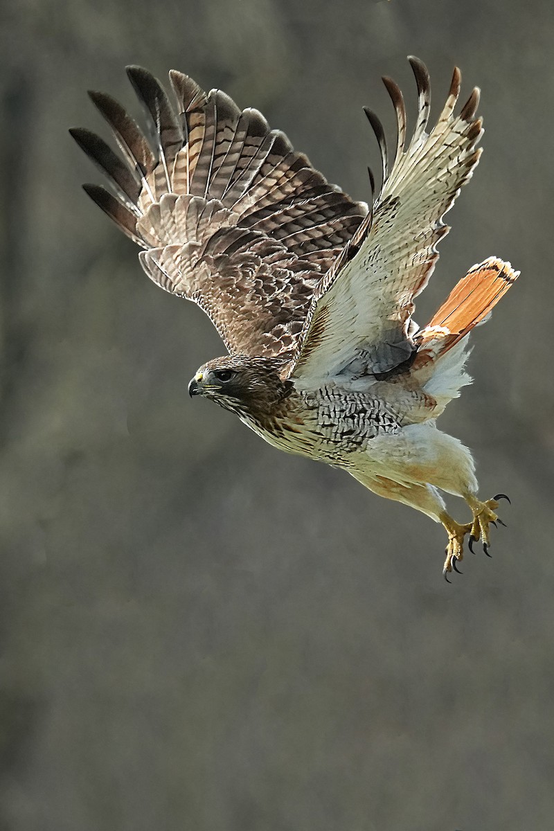 Red-tailed Hawk - Alan Lenk