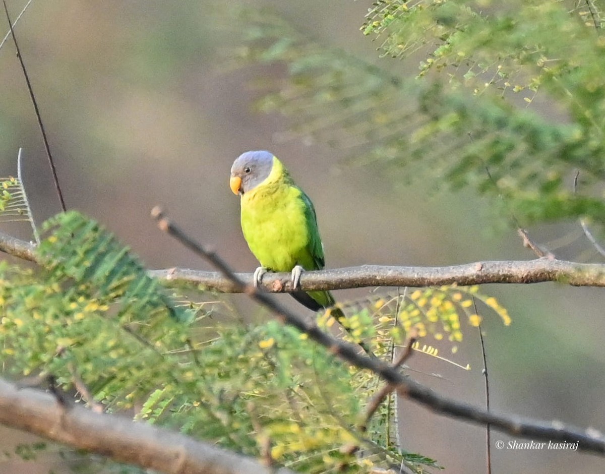 Plum-headed Parakeet - Prakash G