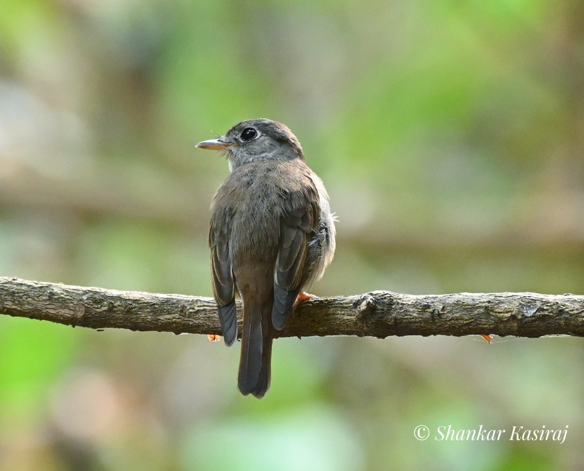 Brown-breasted Flycatcher - ML427876881