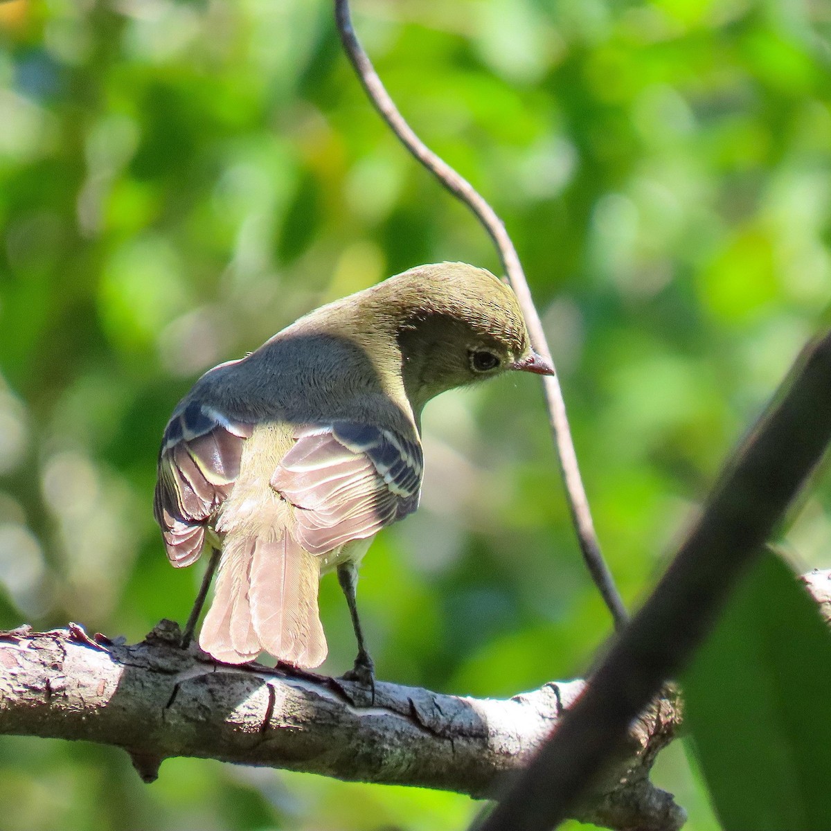 Olivaceous Elaenia - Fernando Pocho Cabral / Birding Iguazu