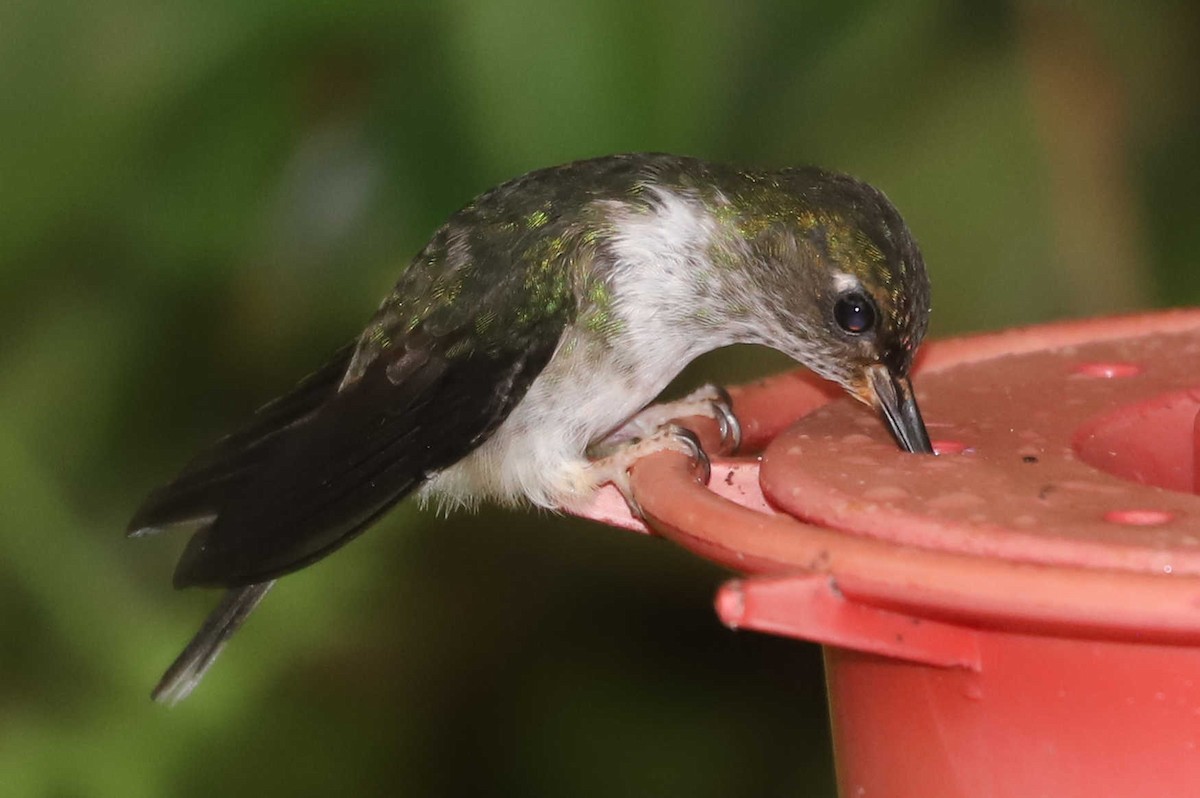 kolibřík ekvádorský - ML427877121