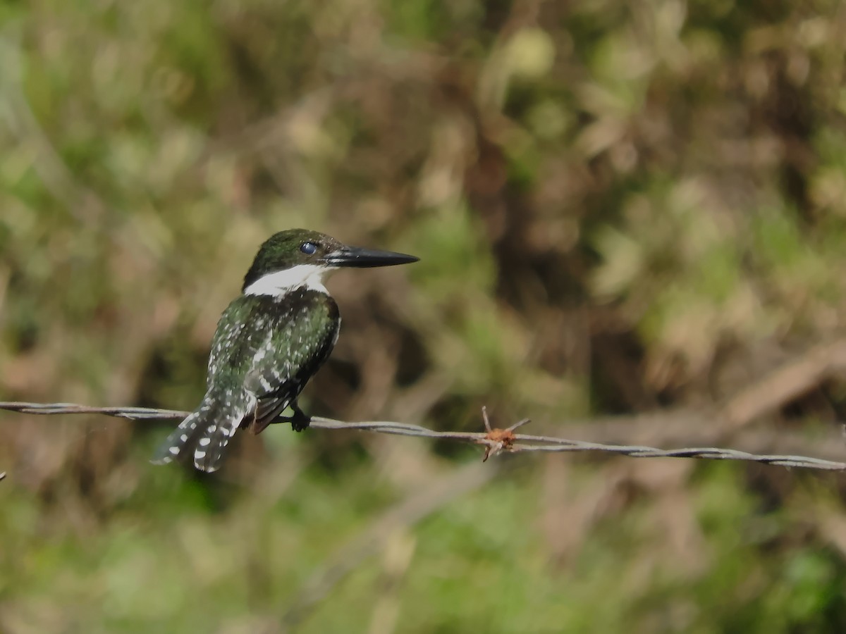 Green Kingfisher - shobak kythakyapuzha
