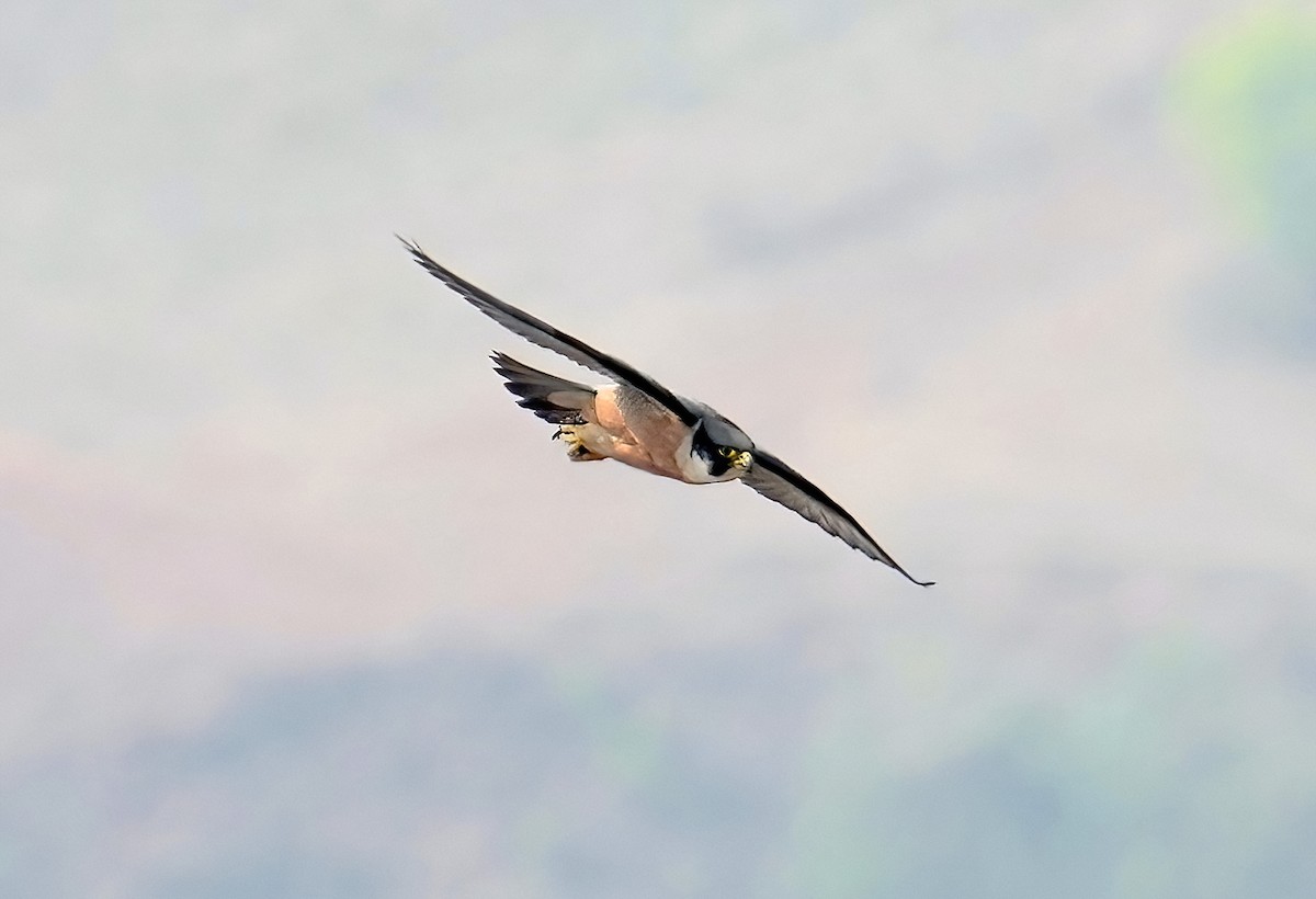 Peregrine Falcon - Sudip Simha