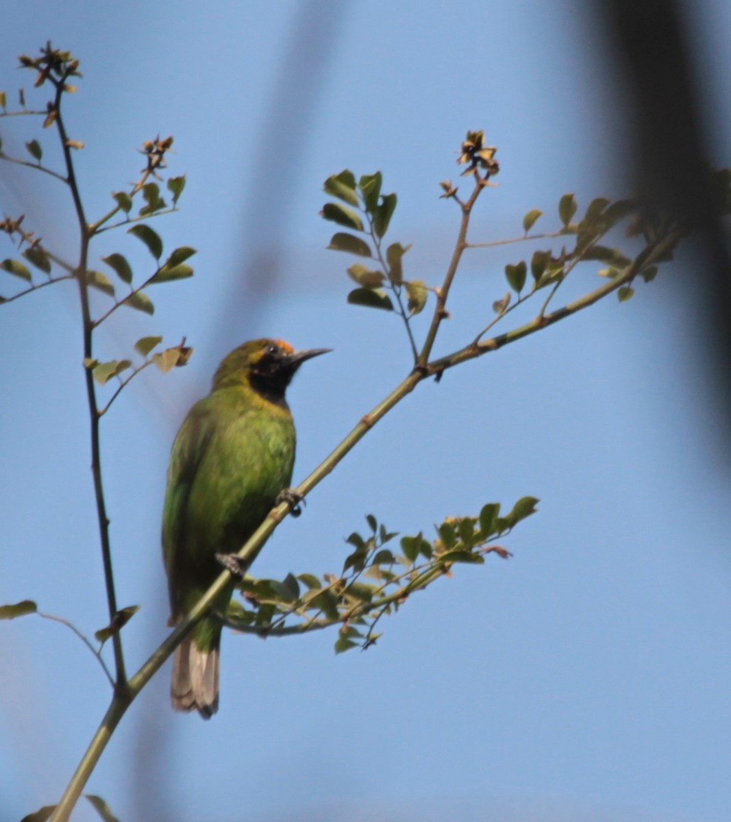 Golden-fronted Leafbird - Brodie Cass Talbott