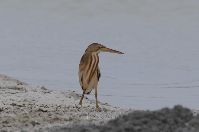 Yellow Bittern is vagrant to Cocos (Keeling) Islands; December, Cocos (Keeling) Islands. - Yellow Bittern - 