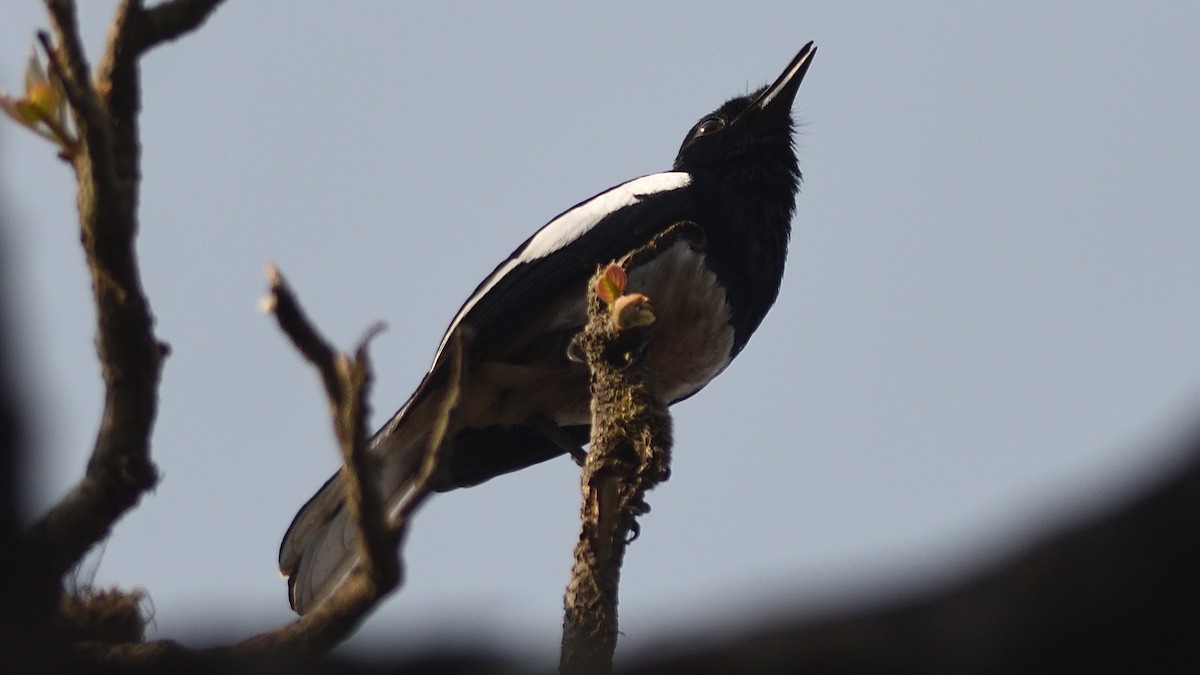 Oriental Magpie-Robin - Sarang Kshirsagar