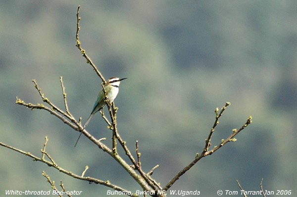 White-throated Bee-eater - Tom Tarrant