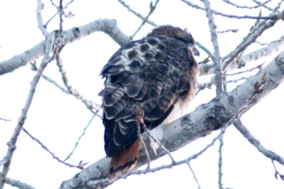 Red-tailed Hawk (abieticola) - ML42791181