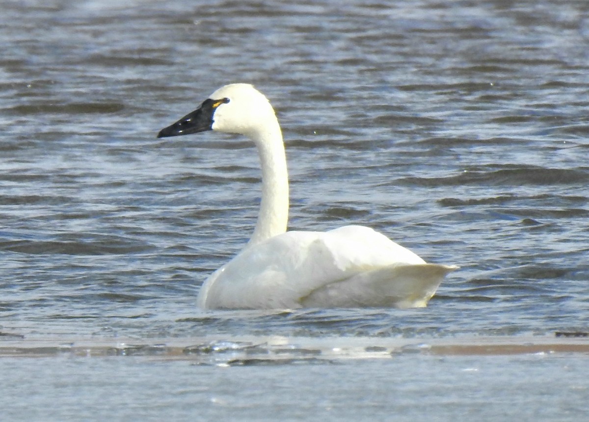 Tundra Swan - Marty Finch