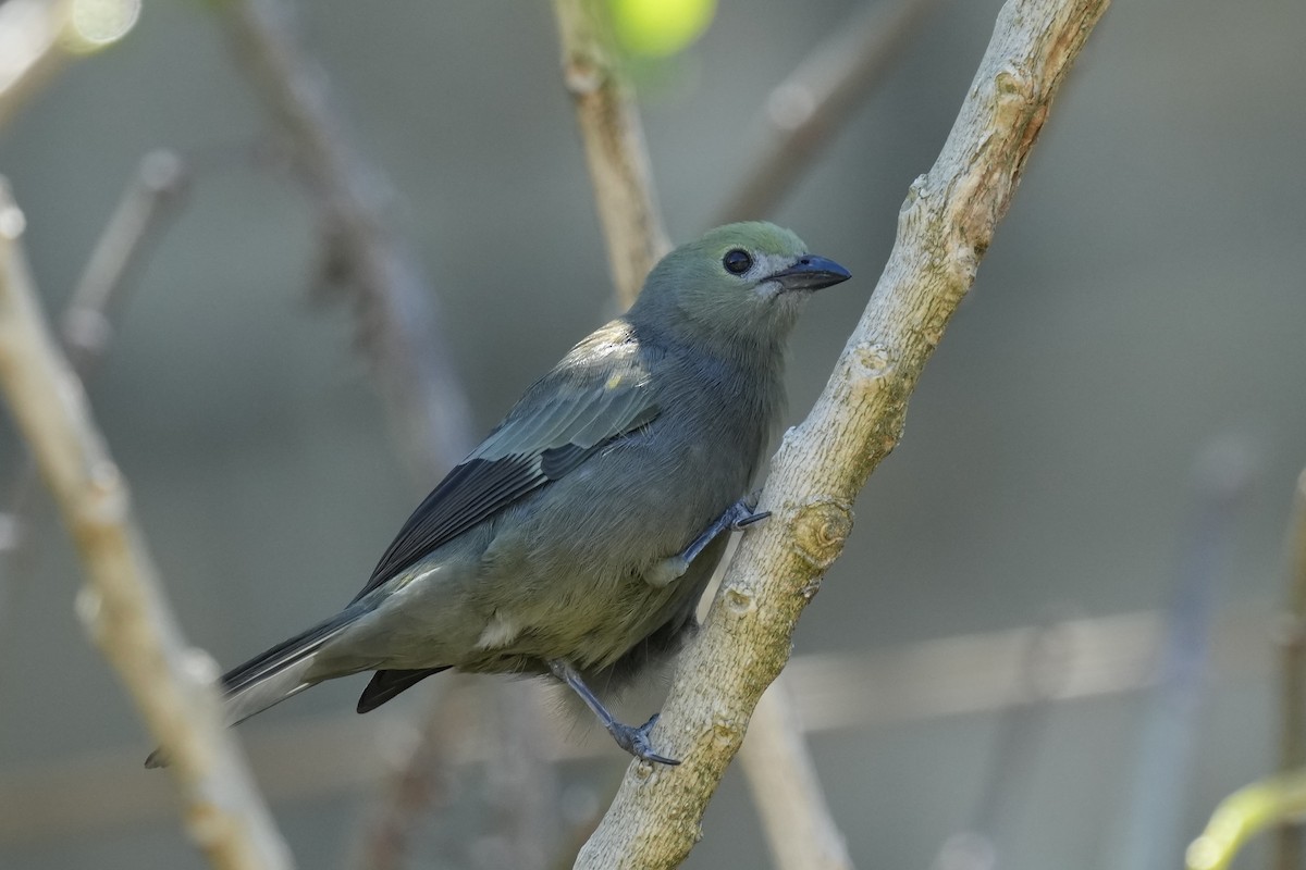 Palm Tanager - ML427919631