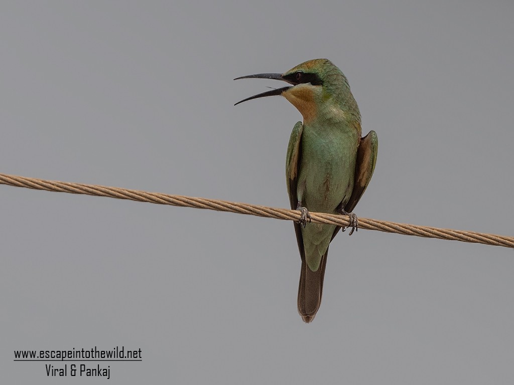 Blue-cheeked Bee-eater - Pankaj Maheria