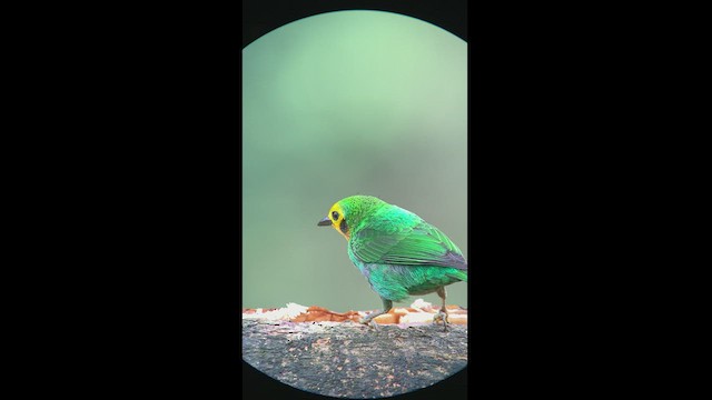 Multicolored Tanager - ML427923341