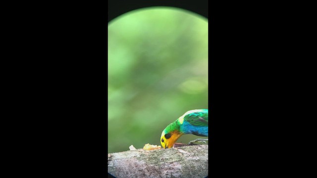 Multicolored Tanager - ML427927441