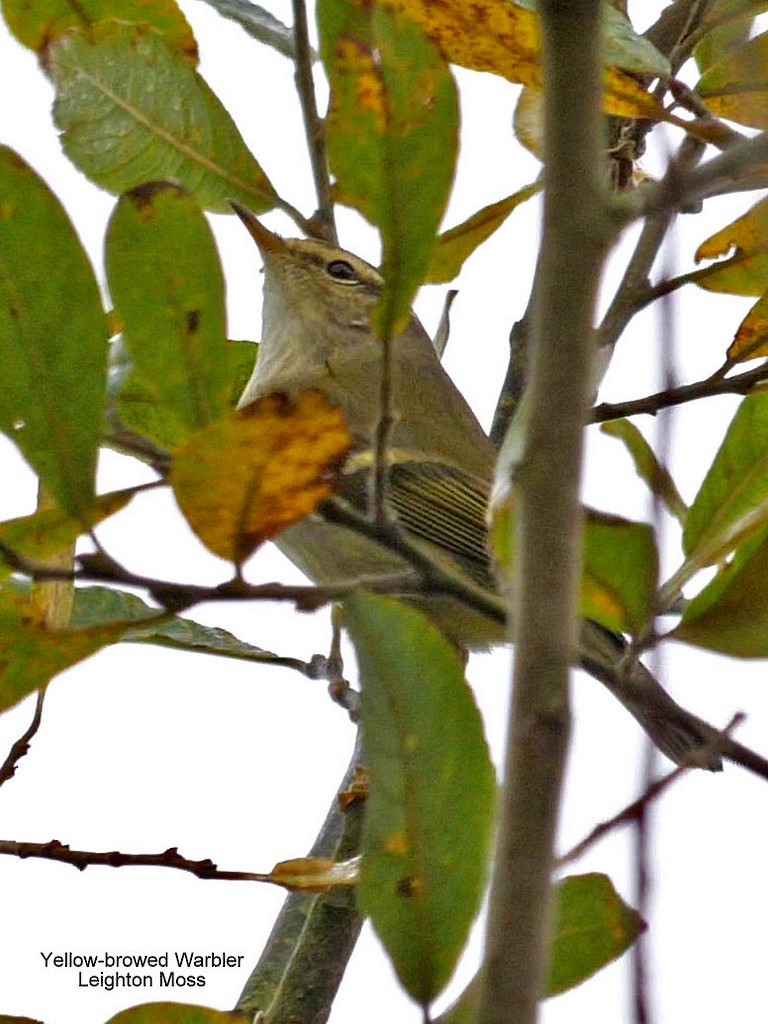 Yellow-browed Warbler - Peter Edmonds