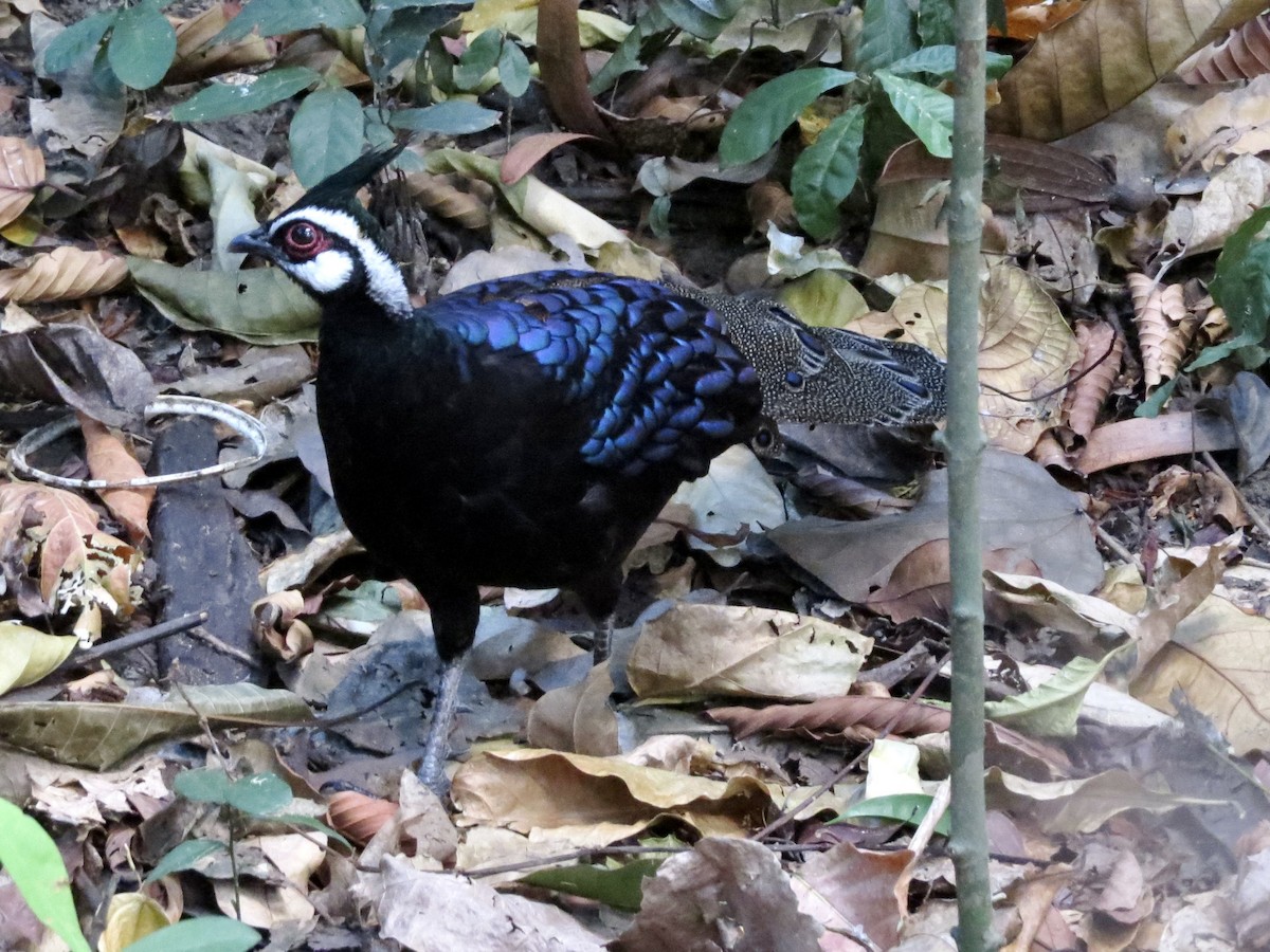 Palawan Peacock-Pheasant - ML427934401