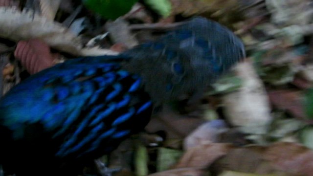 Palawan Peacock-Pheasant - ML427934501