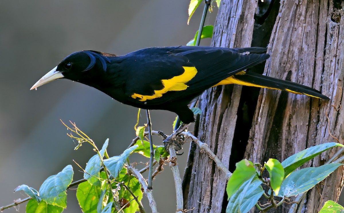 Yellow-winged Cacique - ML427934601