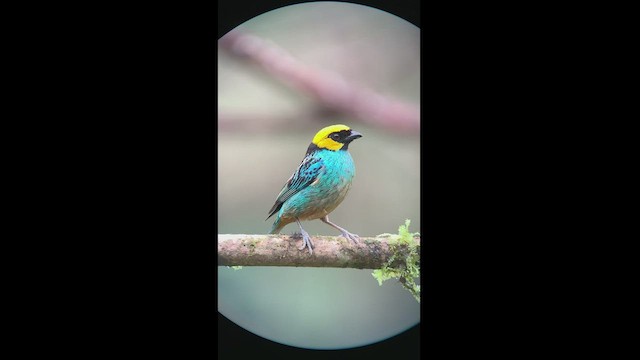 Saffron-crowned Tanager - ML427935751