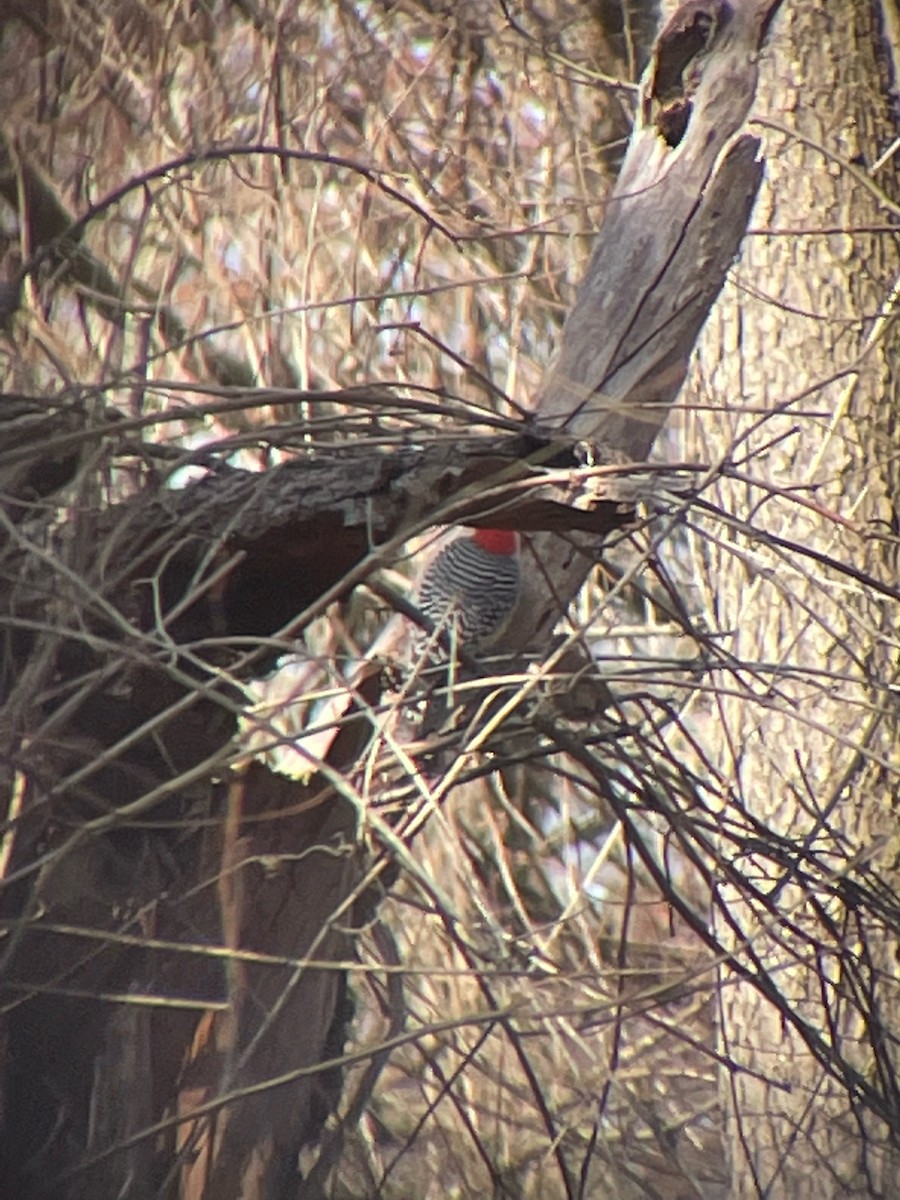 Red-bellied Woodpecker - ML427946581