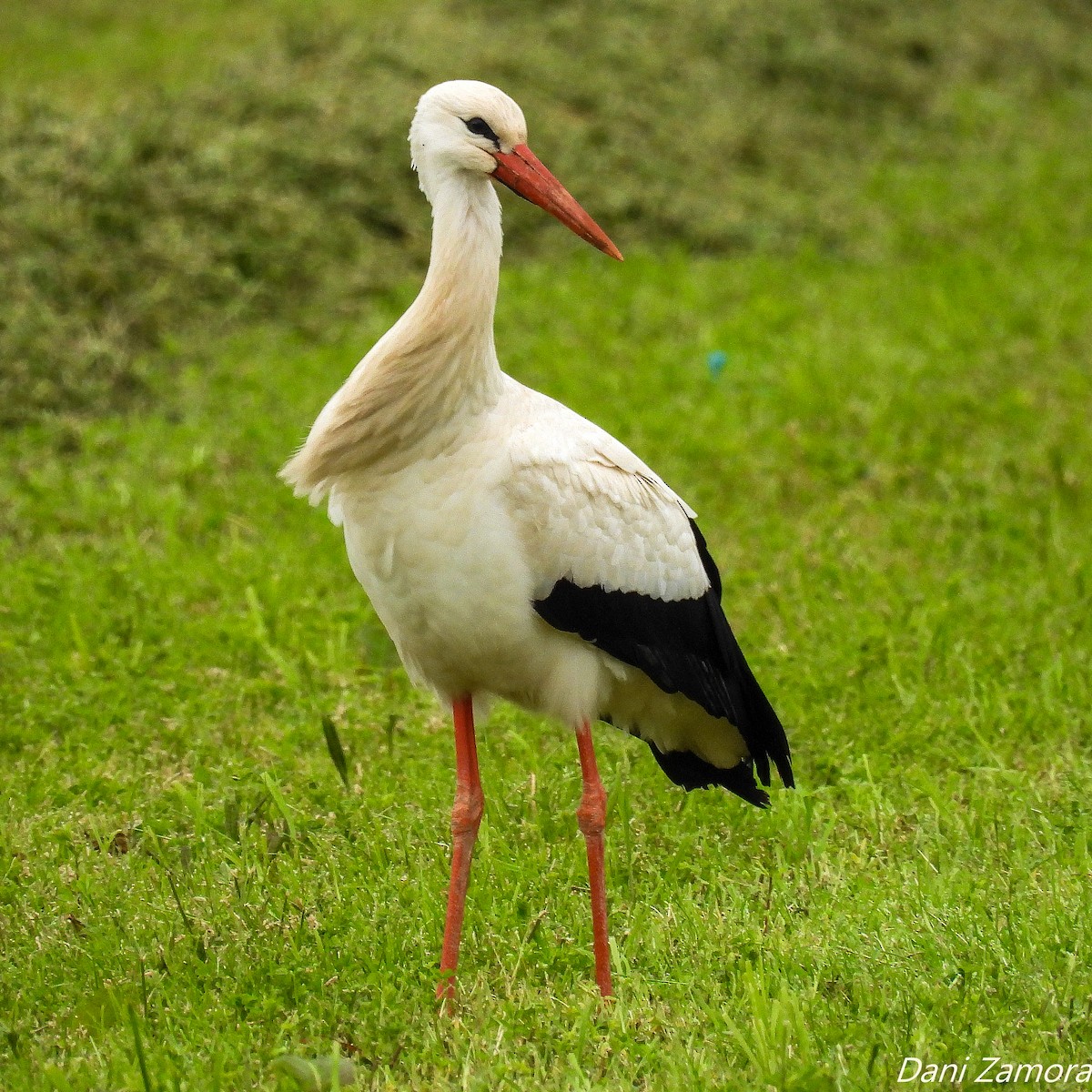White Stork - ML427949971