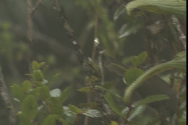 Japanese Bush Warbler - ML427951