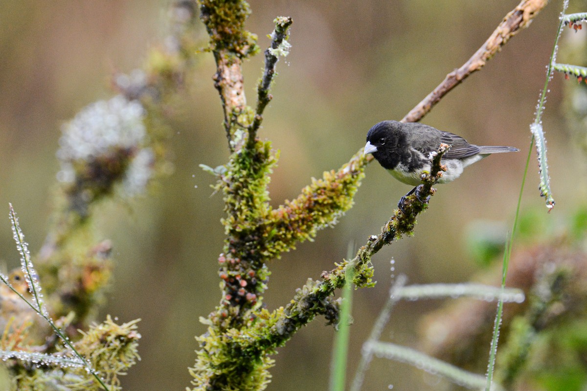 Yellow-bellied Seedeater - Patrick Maurice