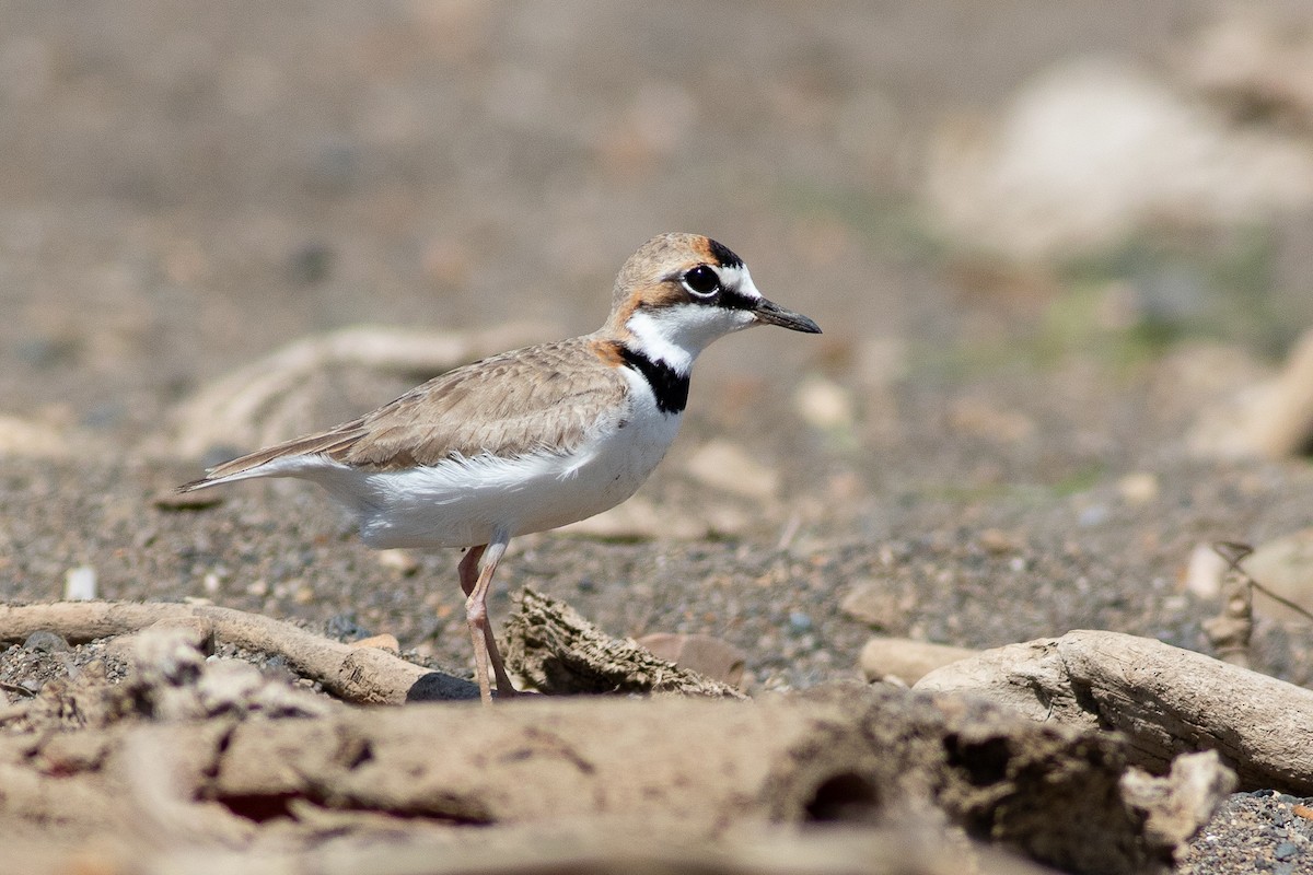 Collared Plover - ML427952881