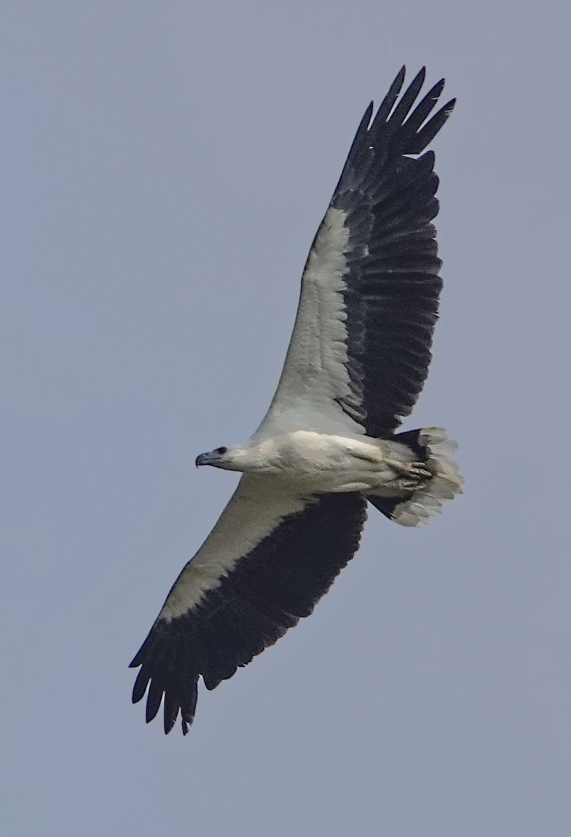 White-bellied Sea-Eagle - Janet Loveland