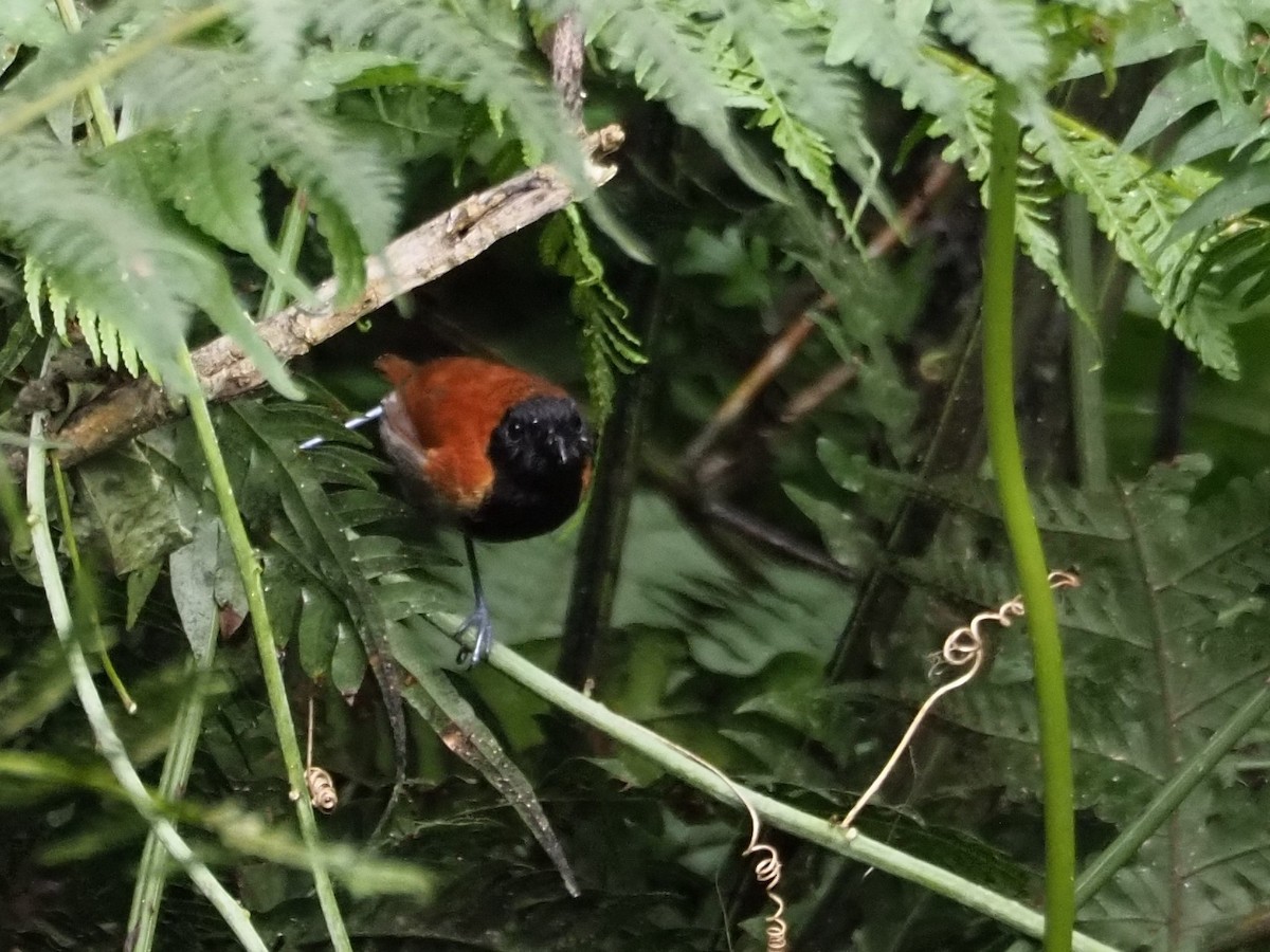 Black-faced Rufous-Warbler - Kelly Siderio
