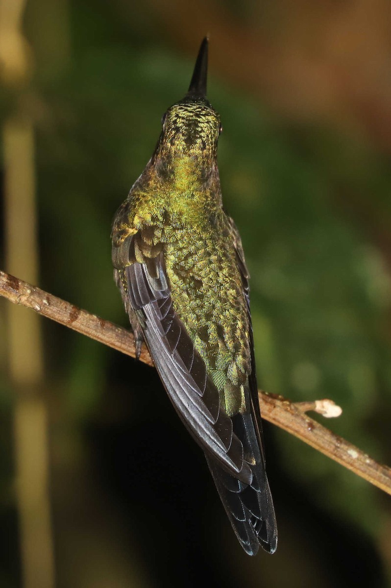 kolibřík zelenoprsý - ML427958231