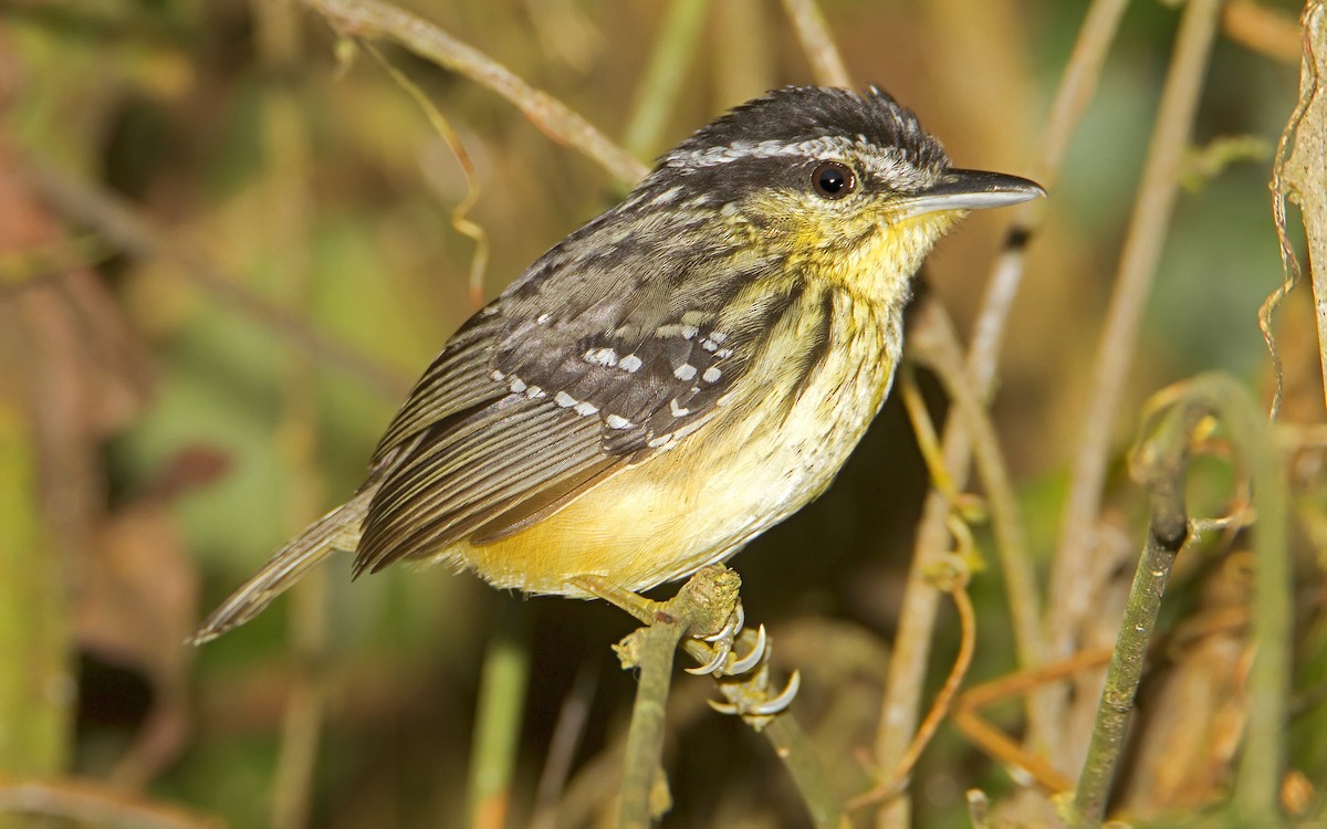 Yellow-breasted Warbling-Antbird - ML427960311