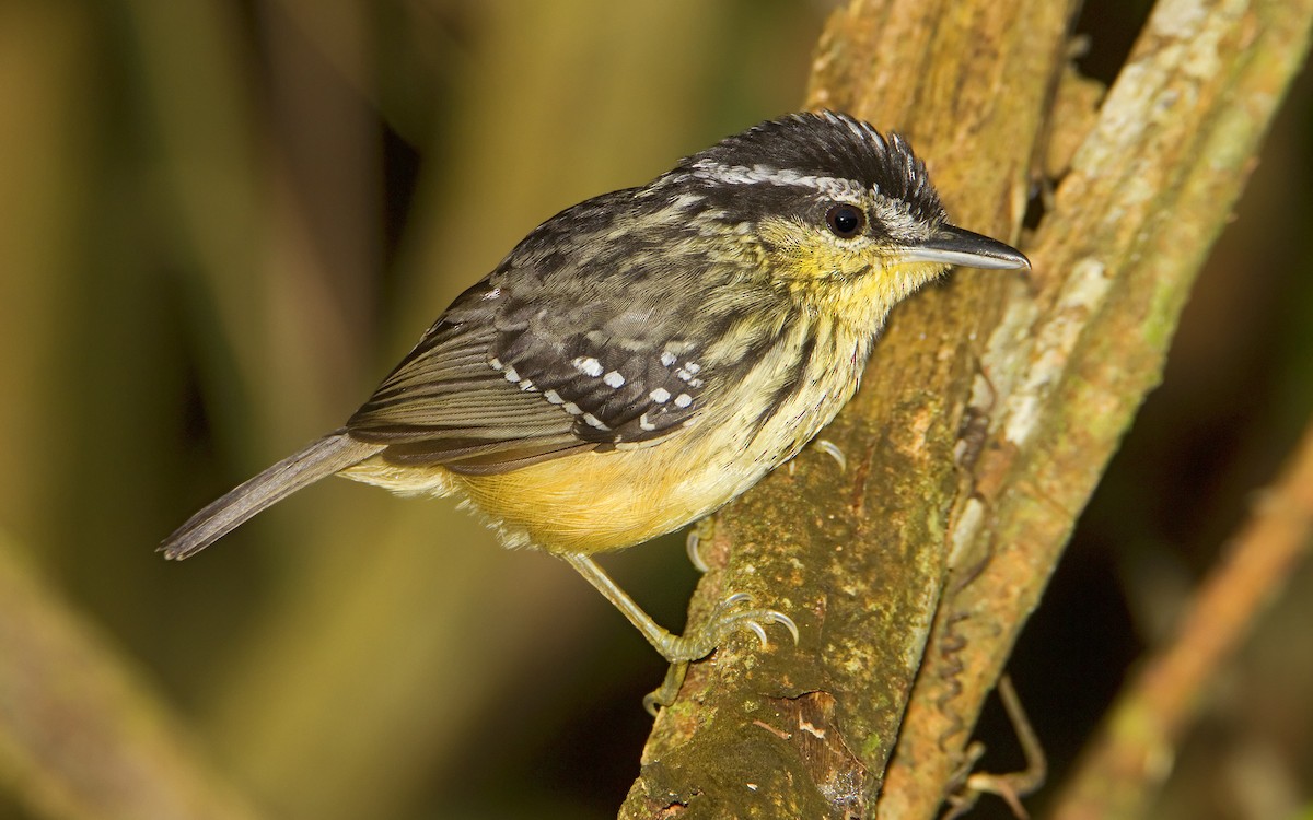 Yellow-breasted Warbling-Antbird - ML427960321