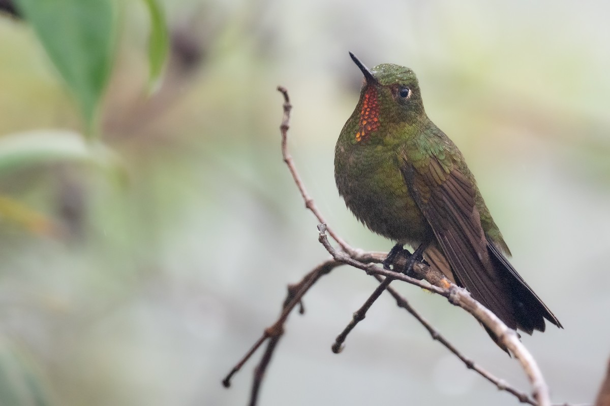 Fire-throated Metaltail - ML427961851