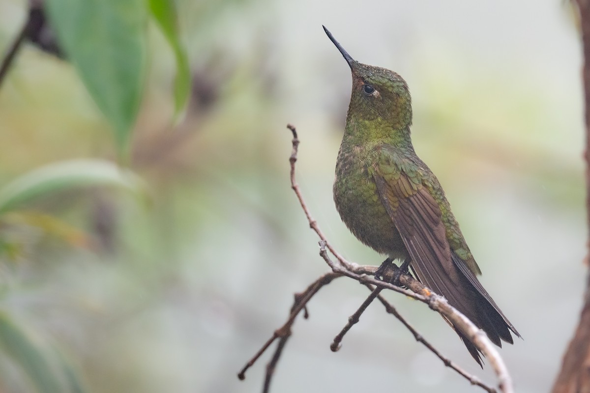 Fire-throated Metaltail - ML427961881