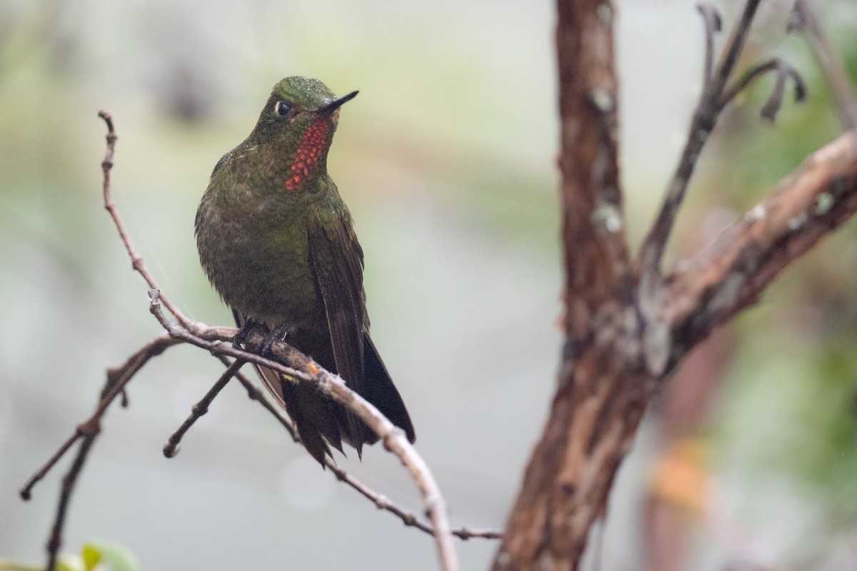 Fire-throated Metaltail - ML427961891