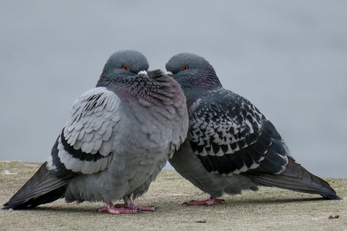 Rock Pigeon (Feral Pigeon) - Brian Pendleton