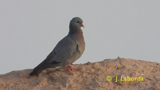Pigeon colombin - ML427976121