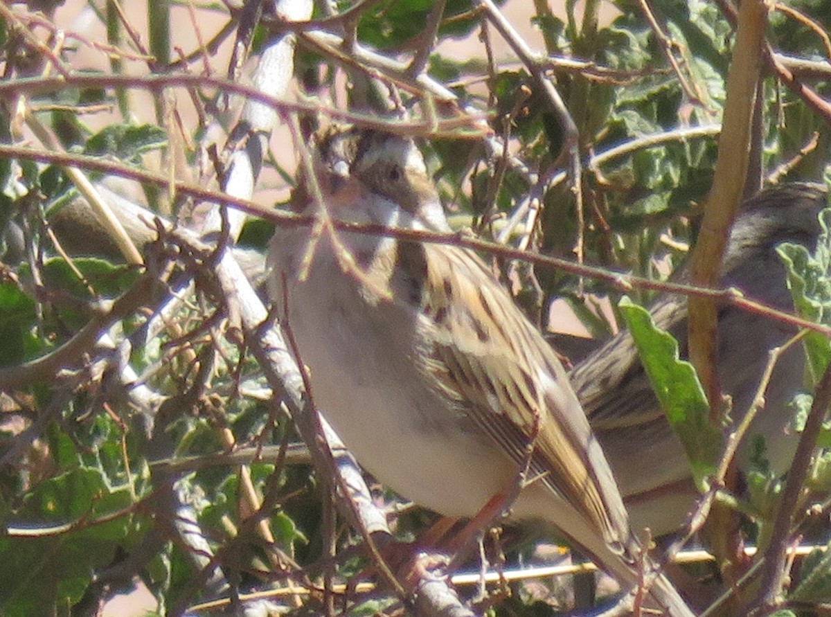 Clay-colored Sparrow - ML427982351