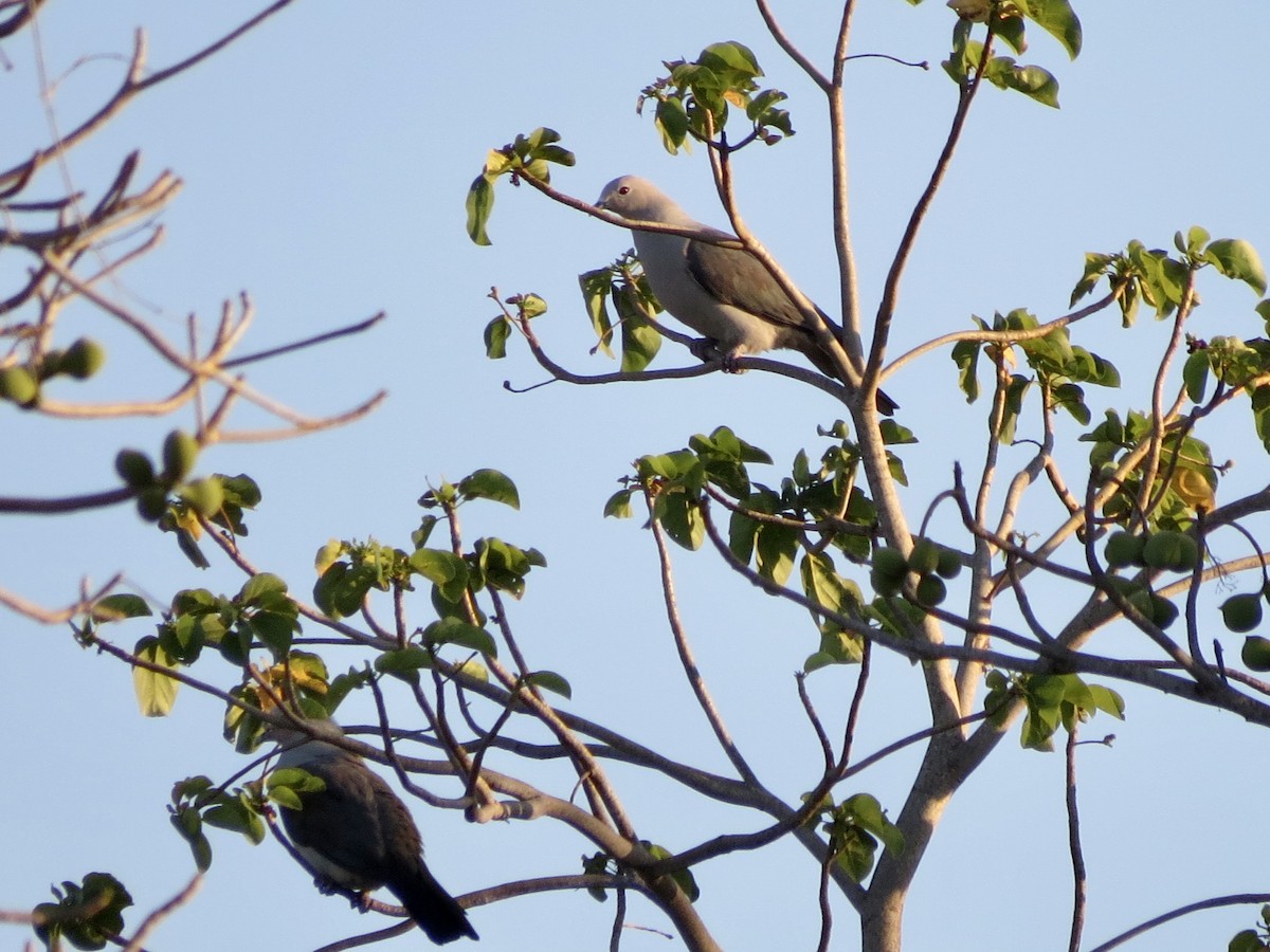 Gray Imperial-Pigeon - ML427989071