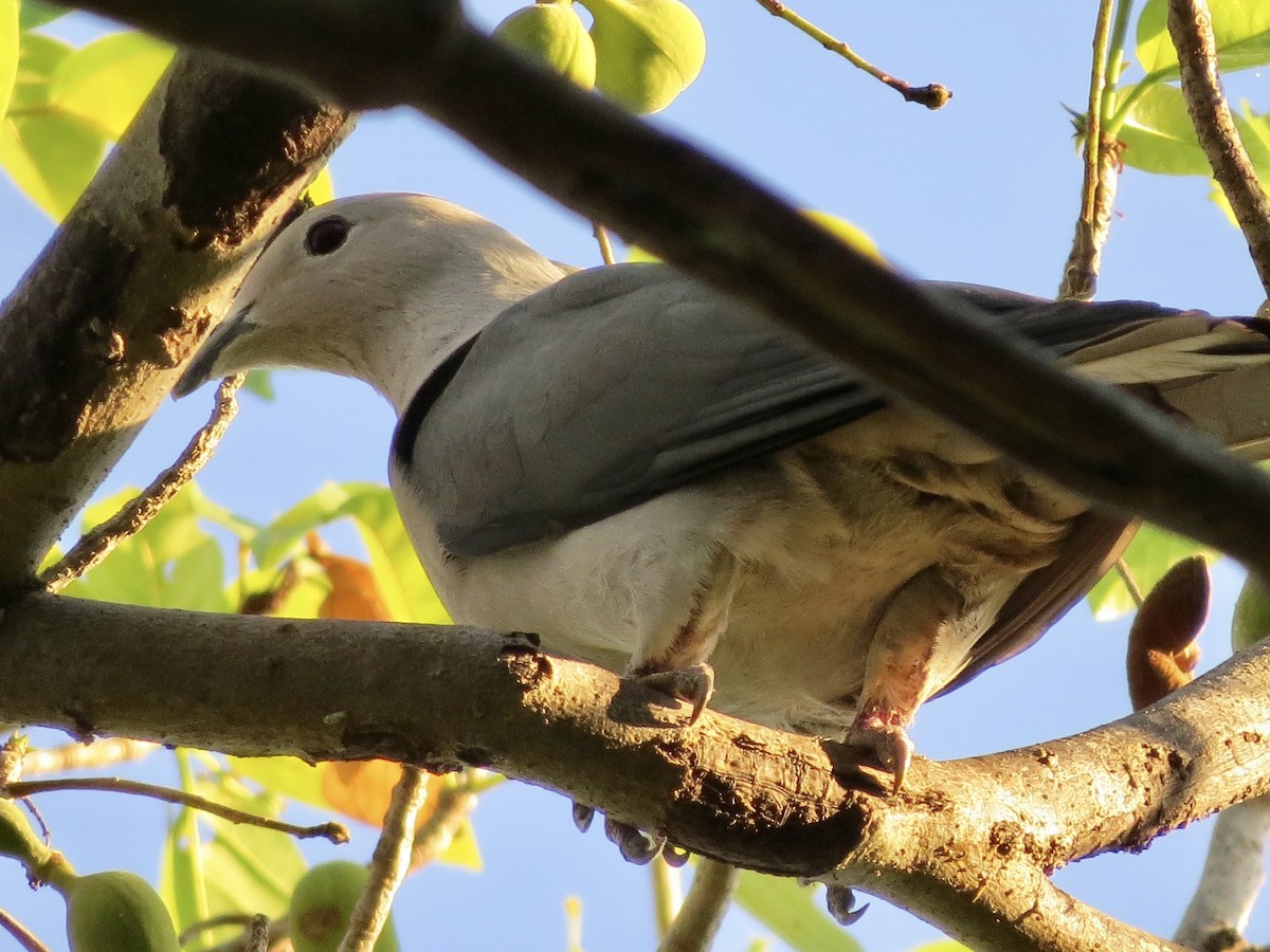 Gray Imperial-Pigeon - GARY DOUGLAS