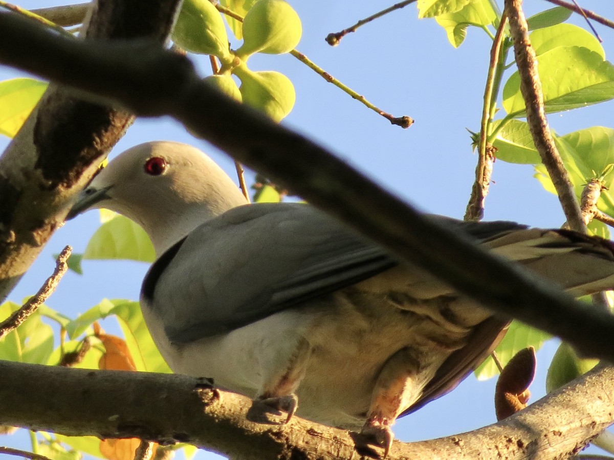 Gray Imperial-Pigeon - ML427989151