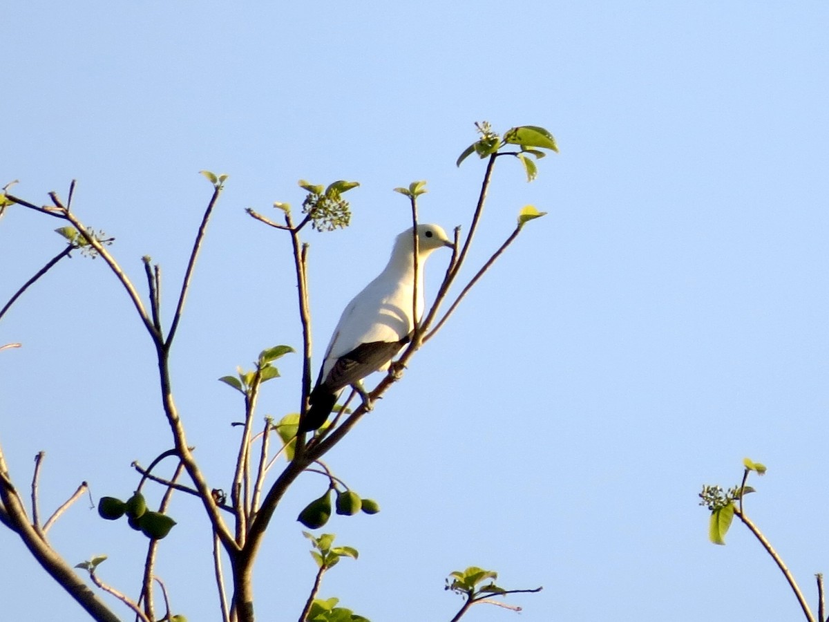 Pied Imperial-Pigeon - ML427989411