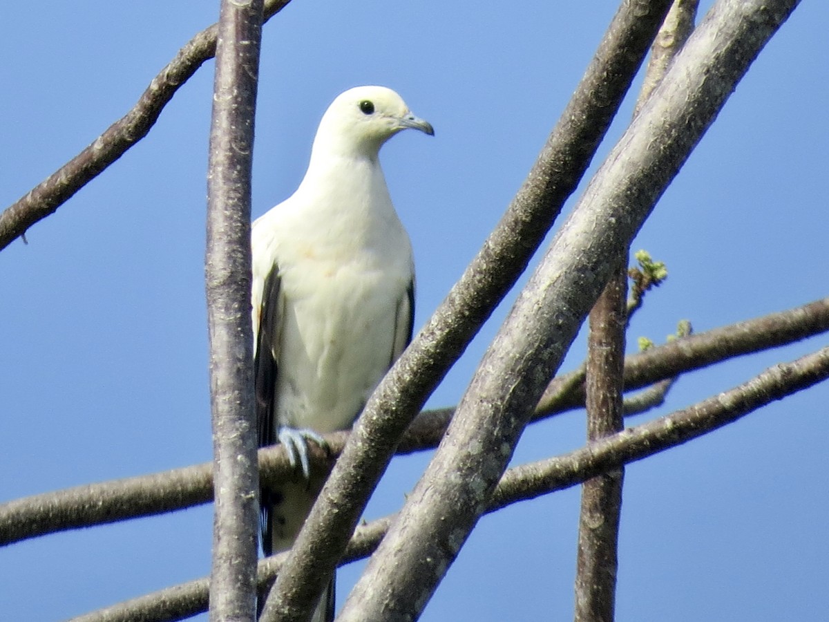 Pied Imperial-Pigeon - ML427989461