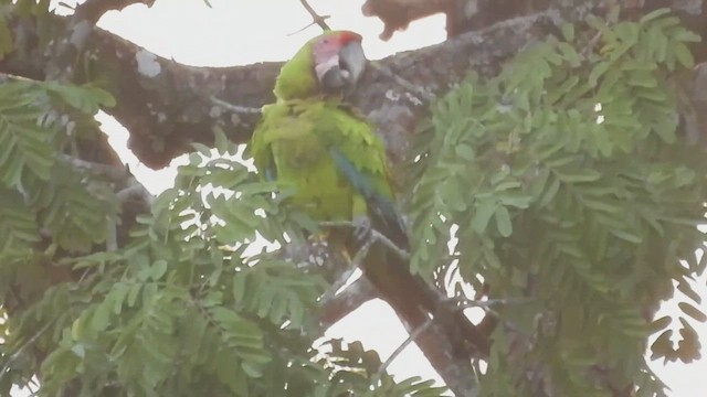 Great Green Macaw - ML427990271