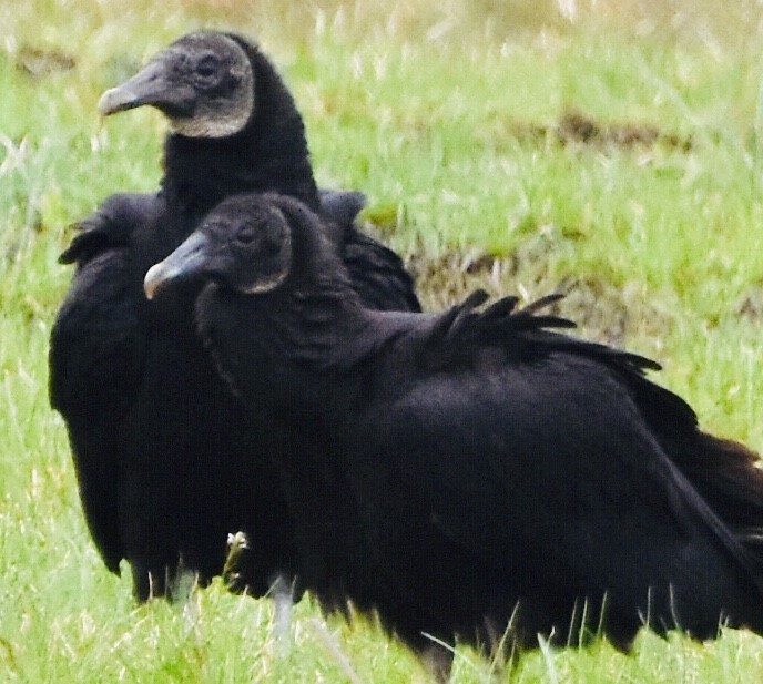 Black Vulture - ML428007441
